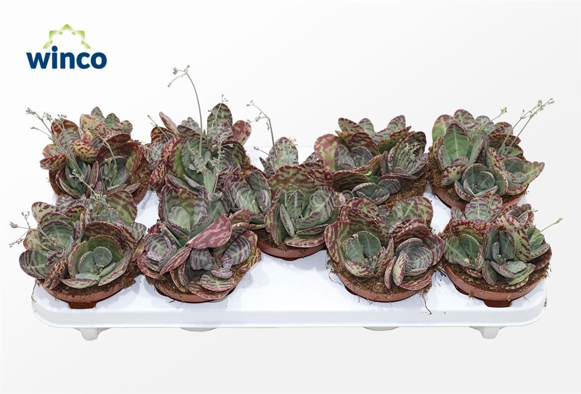 Kalanchoe Marmorata (leopard), D 12 cm