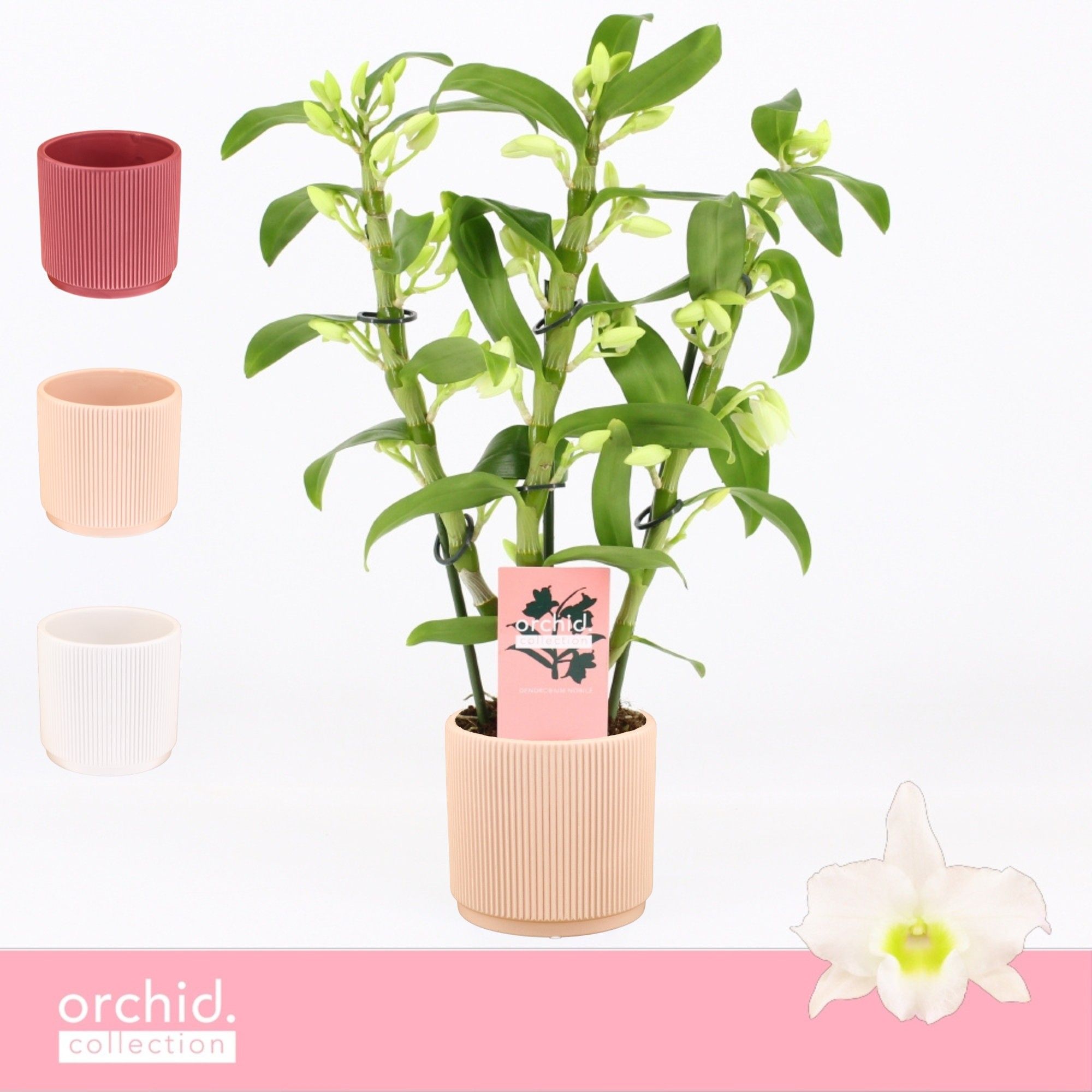 Dendrobium Nobilé, Apollon 3-spike Compact in Horizon Ribble 'Orchid Collection', D 12