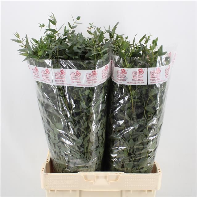 Эвкалипт Гунни за пучок 60, пуч.