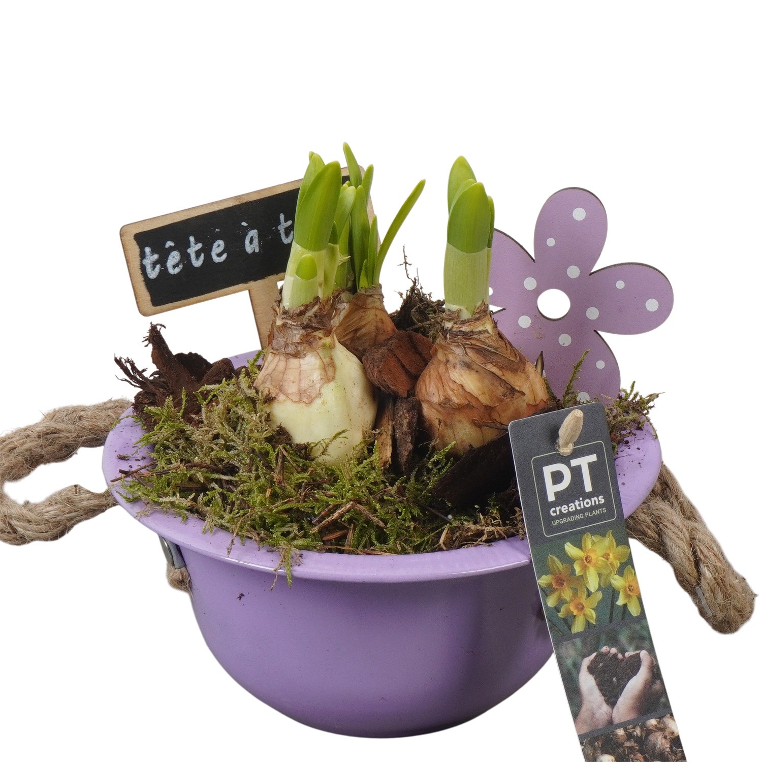 PTN8517 Arrangement Narcissus in zink schaal, D 16