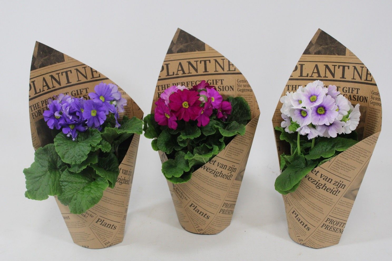 Primula obconica in papier manchet. Voorjaar, D 12