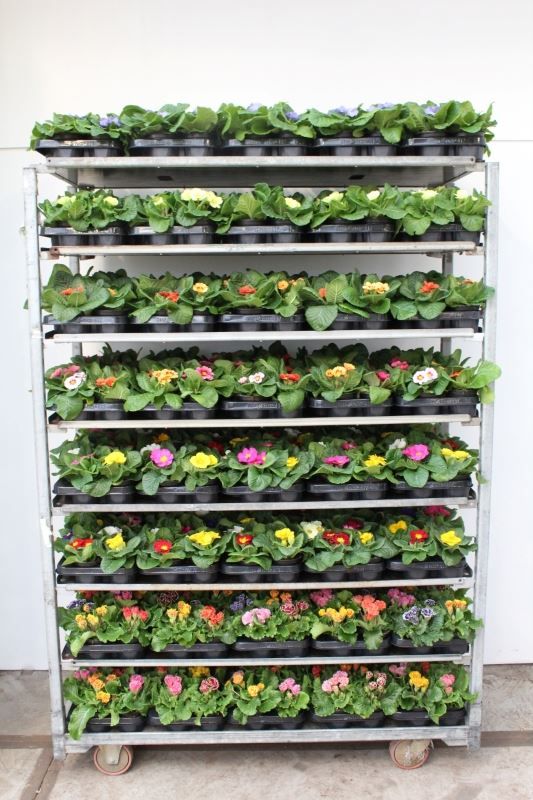 Primula acaulis mix, D 11