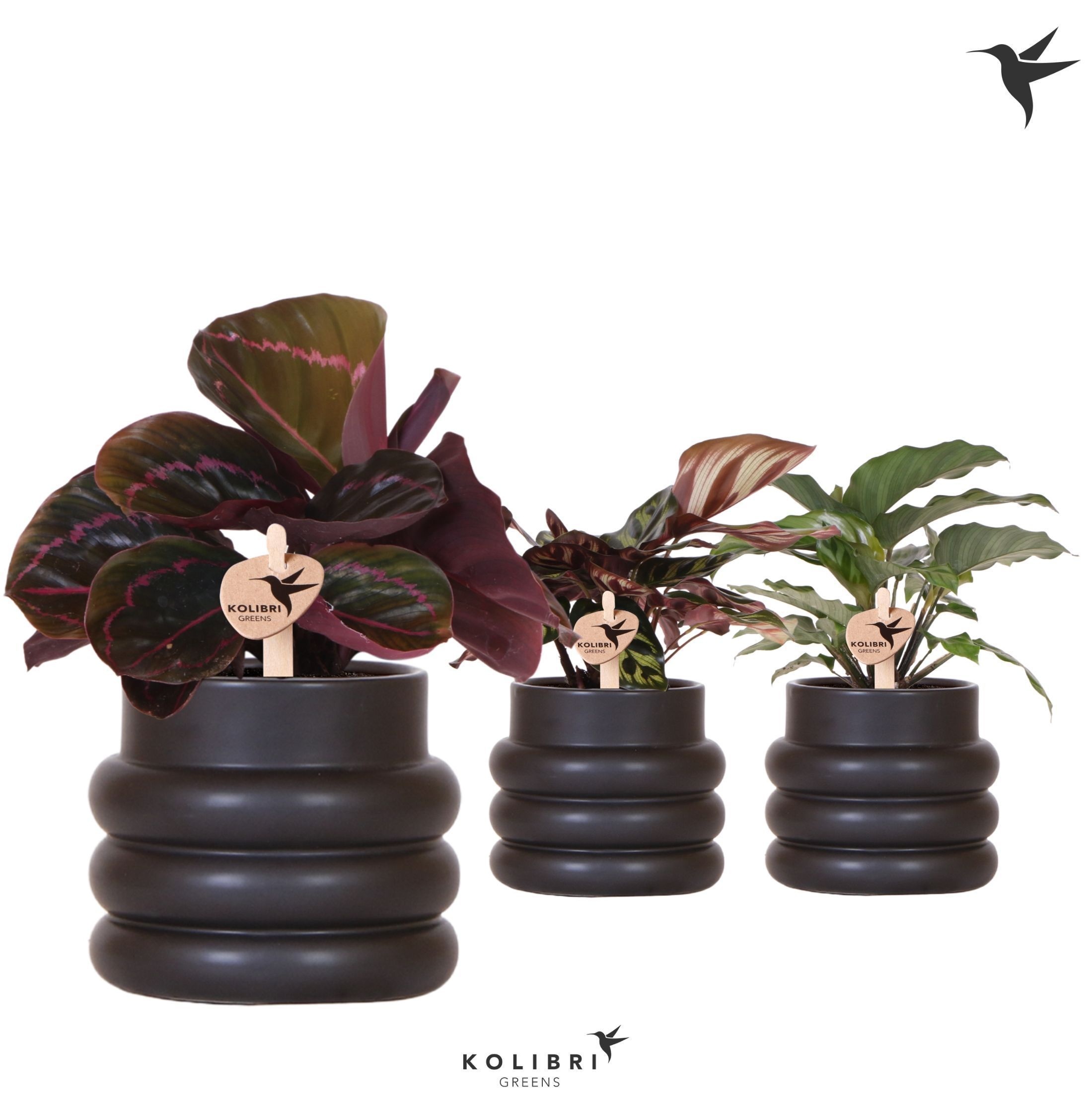 Kolibri Greens Calathea mix in Bubble pot black, D 9