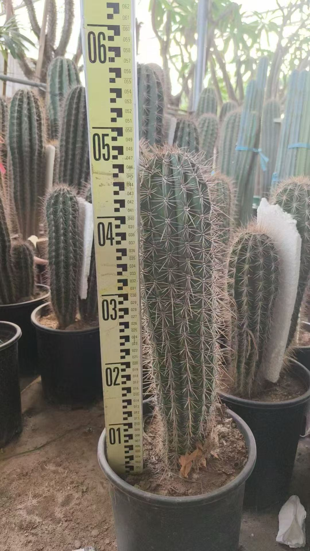 кактус 3-галлон Вулун колумн 23 70