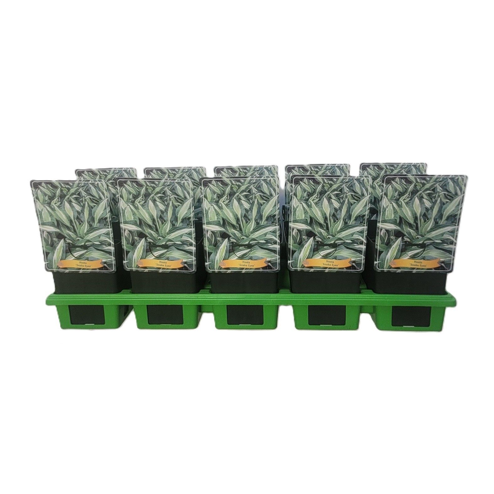 Hosta 'Snake eyes' P11, D 11