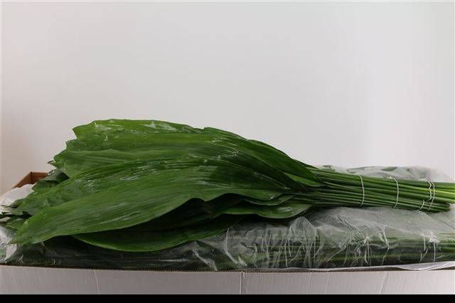 Аспидистра Элатиор 80, шт.