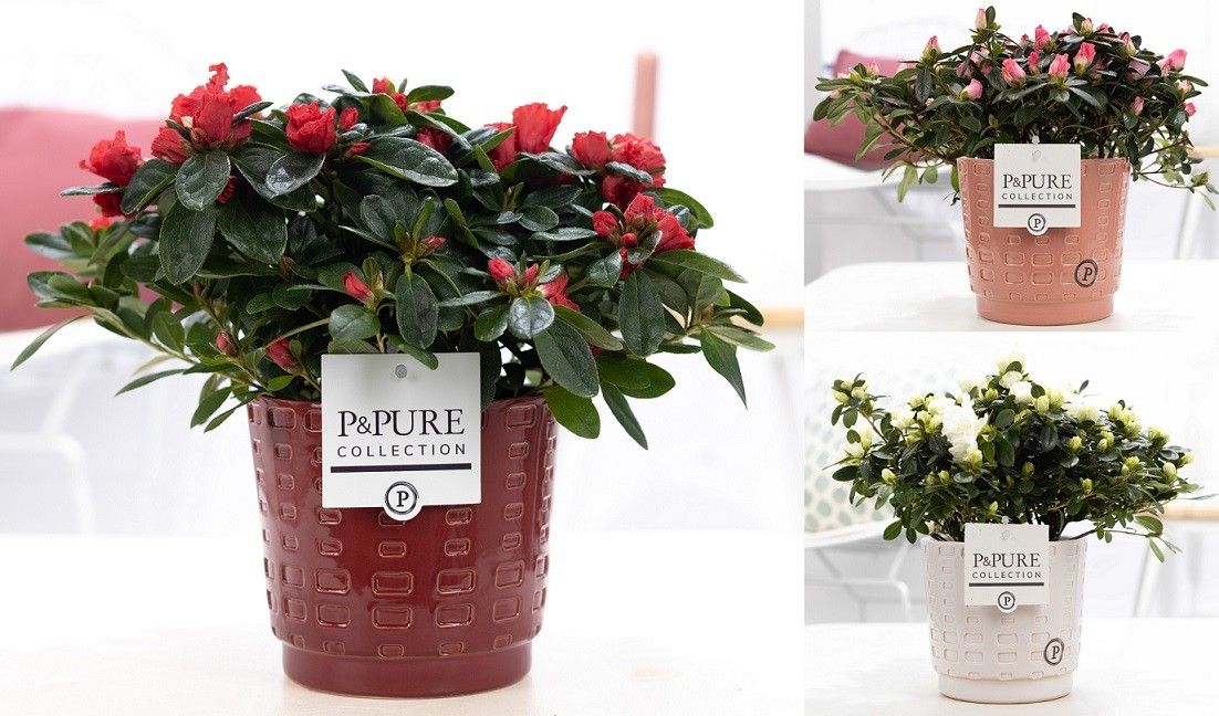 Azalea P&PURE Collection Floor keramiek, D 12