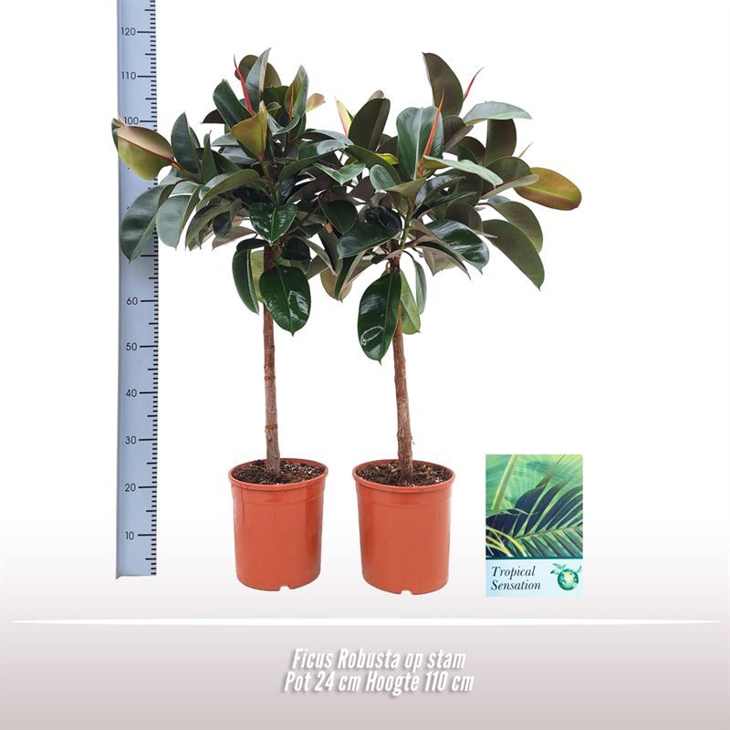 Ficus Robusta op stam, D 24