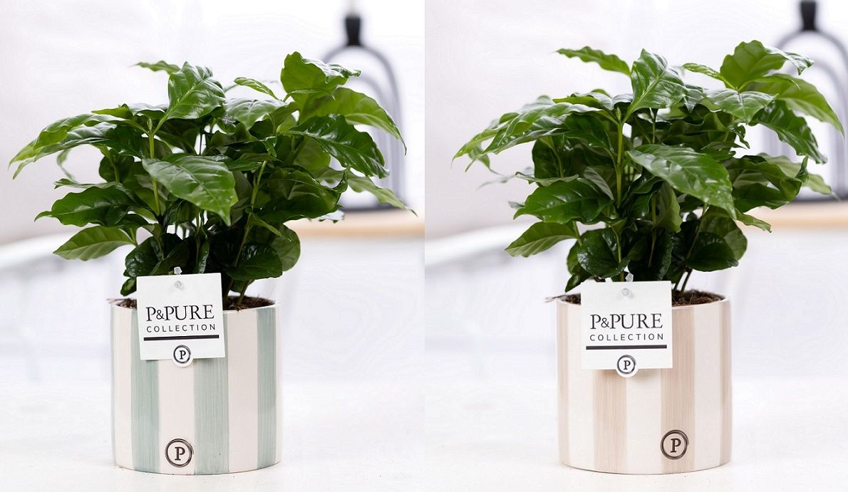 Coffea Arabica in P&PURE Eline 2 ceramics ass. 3, D 12 cm