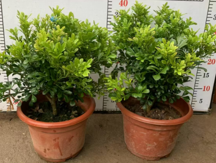 260 Аглаиа одората Лаур 26 40