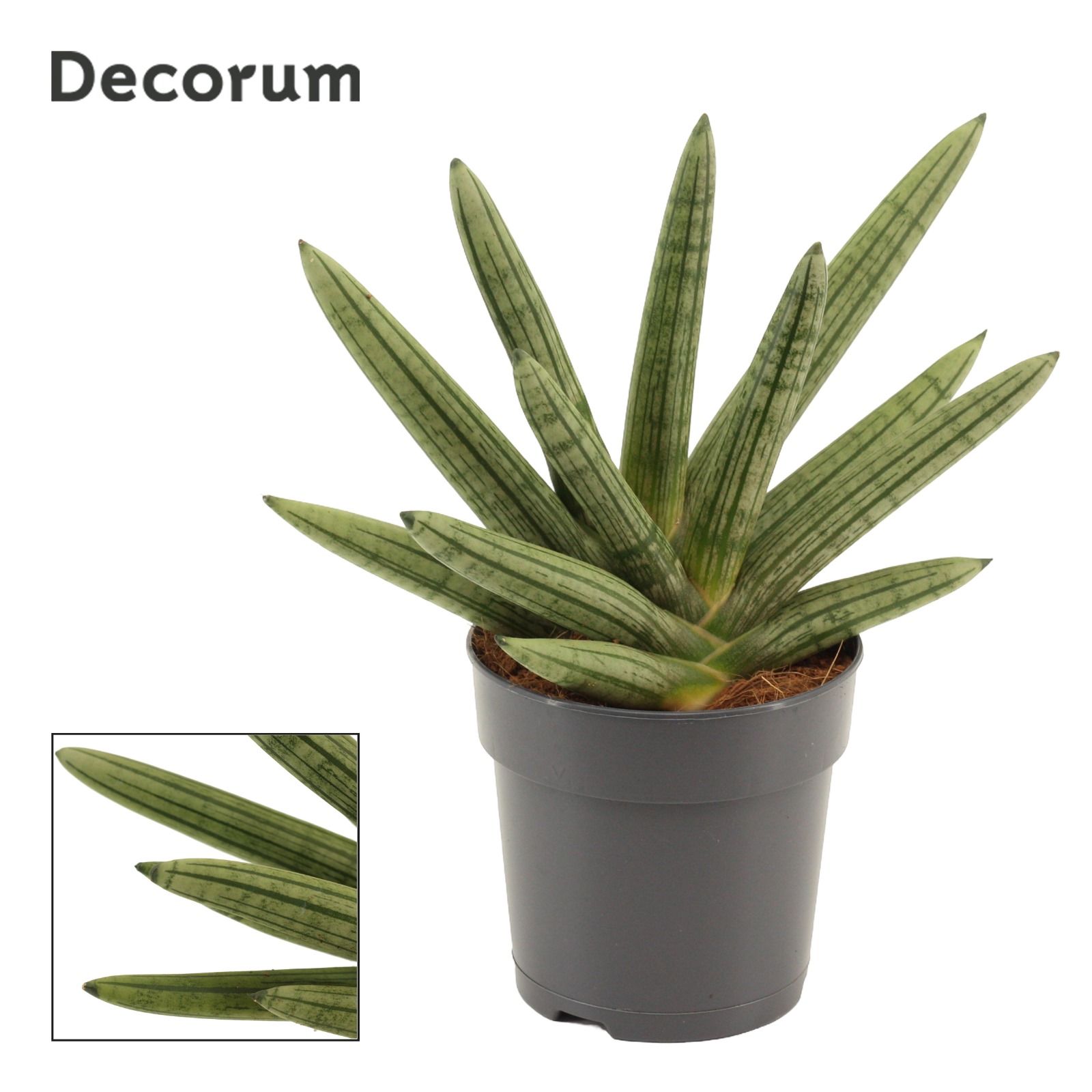 Sansevieria Double Boncellensis 12 cm (Decorum), D 12 cm Sansevieria Double Boncellensis 12 cm (Decorum), D 12 cm