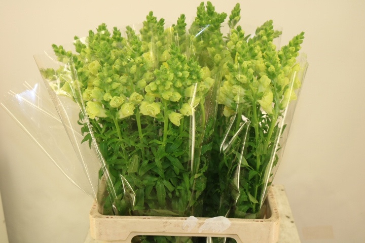 Антирринум Овериг, шт.