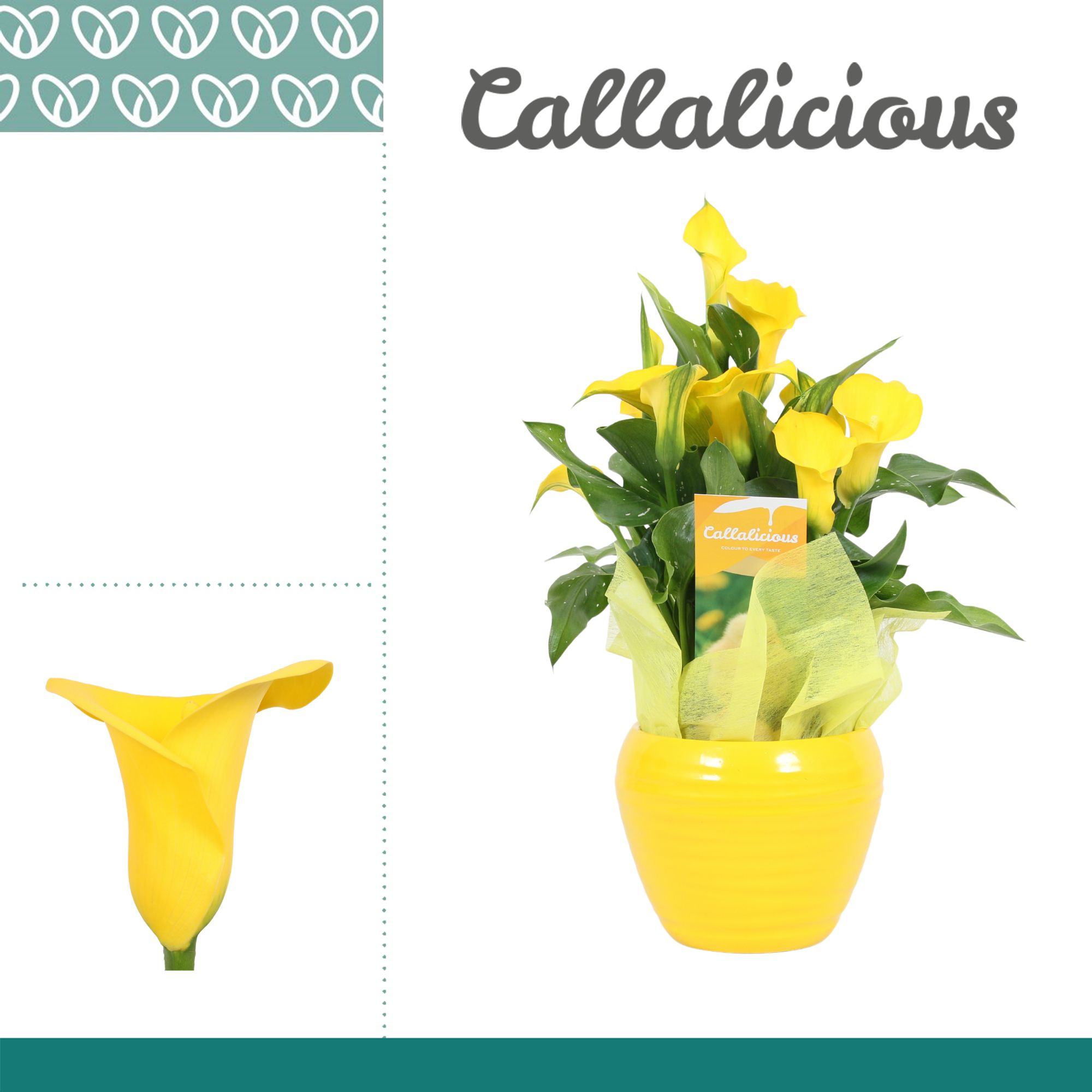 Zantedeschia (Calla) Geel in Ompot Melanie PASEN, D 12