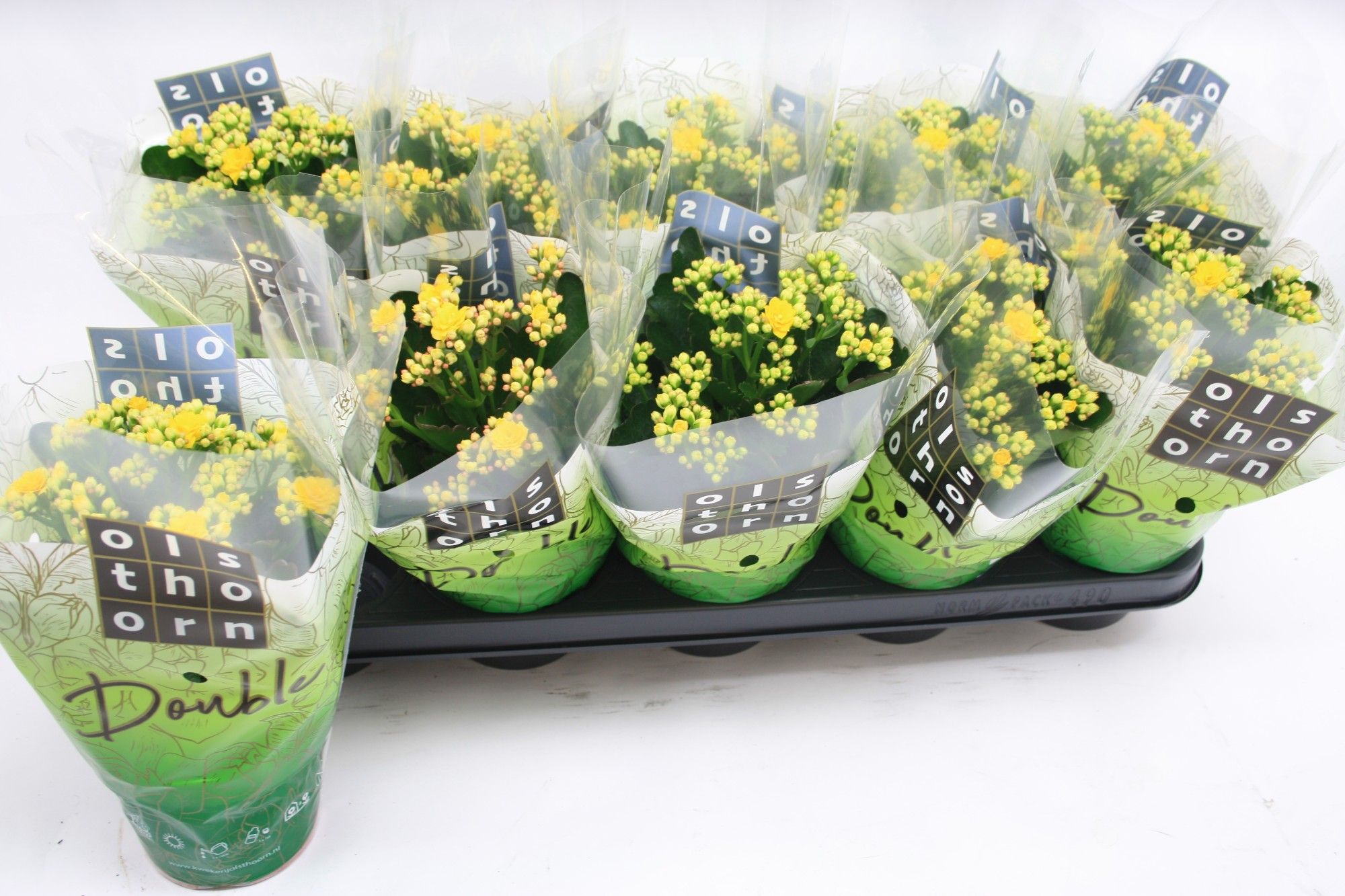 Gevuld 12 cm GEEL, D 12