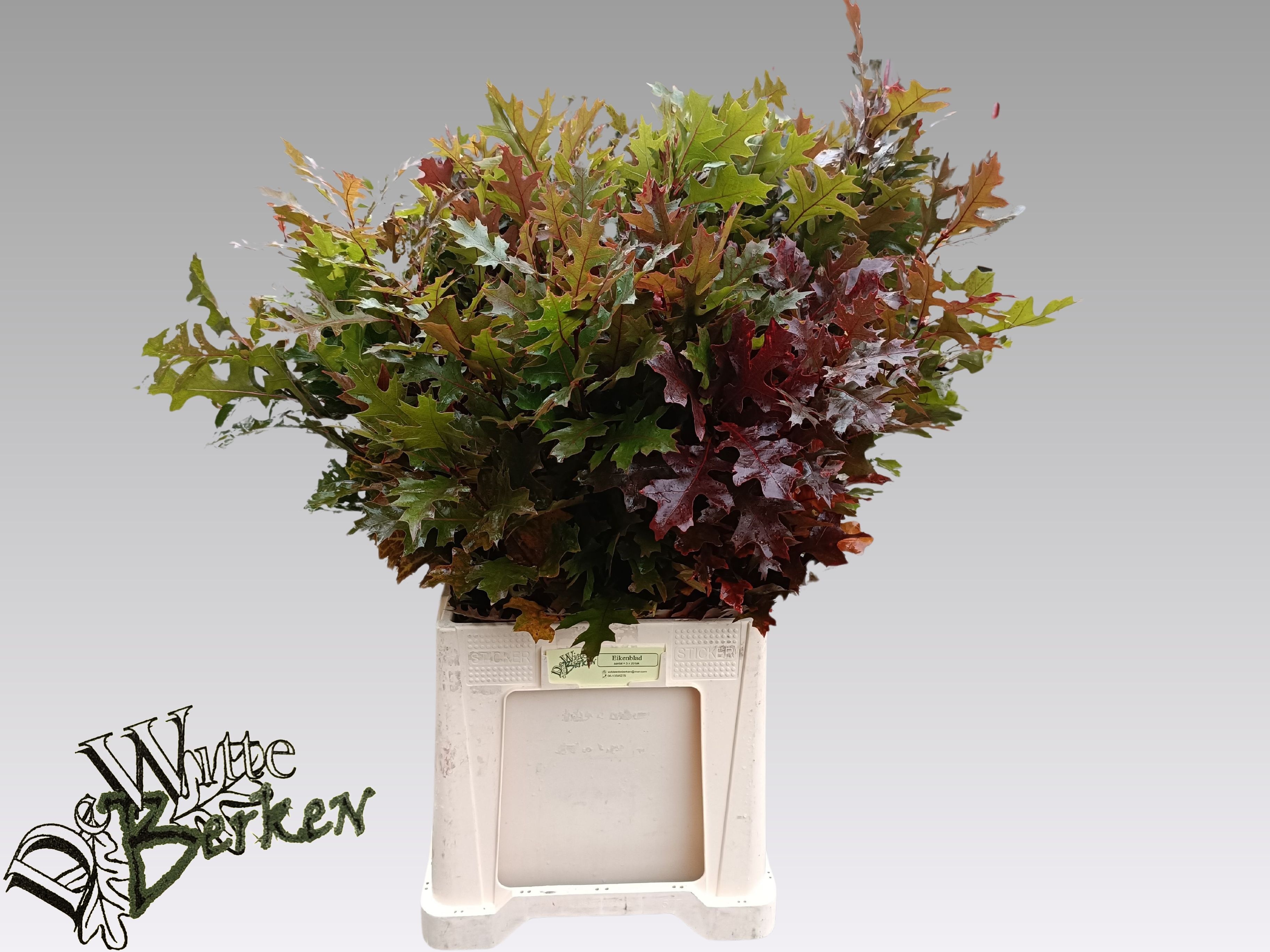 Кверкус Палюстрис 80, шт. Кверкус Палюстрис 80, шт.