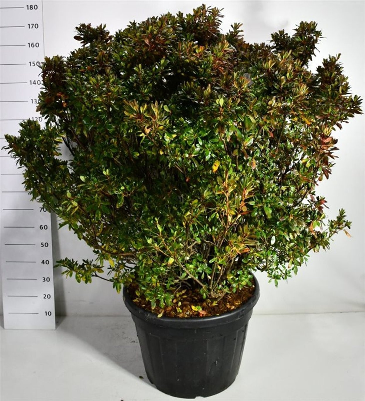 Rhododendron (AJ) " Girards rose", D 77