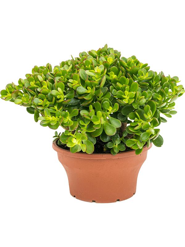 Crassula ovata 'Minor', D 25