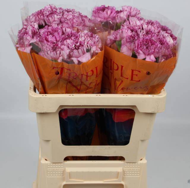 Диантус од. Юкари Скуро, шт.