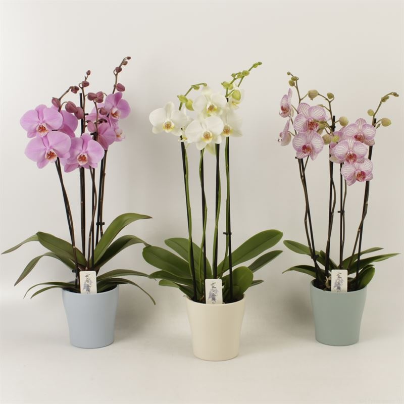 Phalaenopsis gemengd 4 tak mix zomer keramiek, D 12 cm