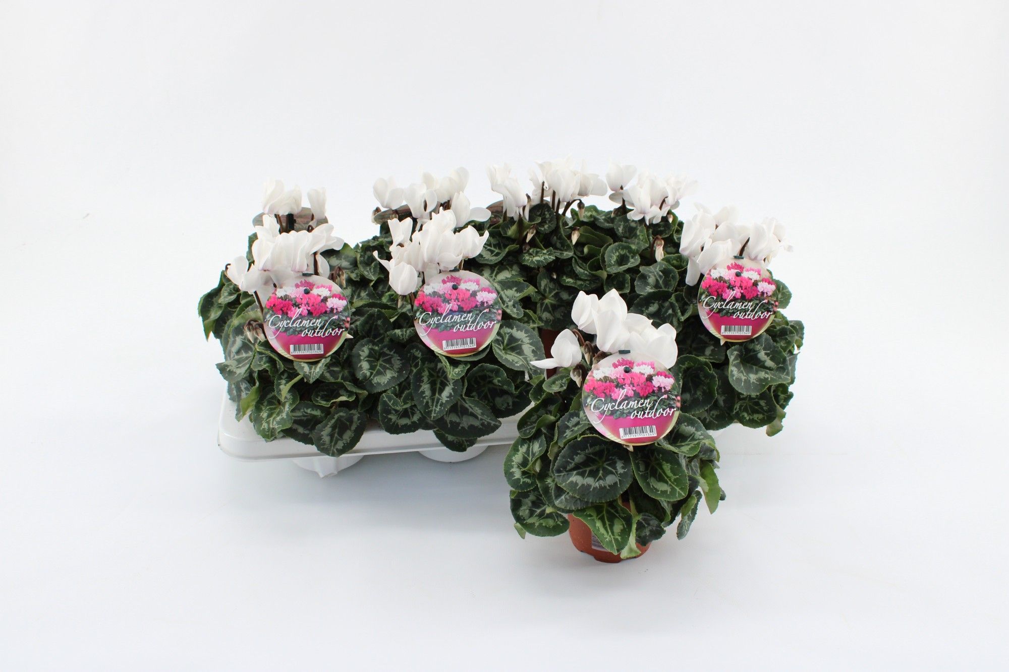 Cyclaam Garden White Green Leaf, D 10,5 cm