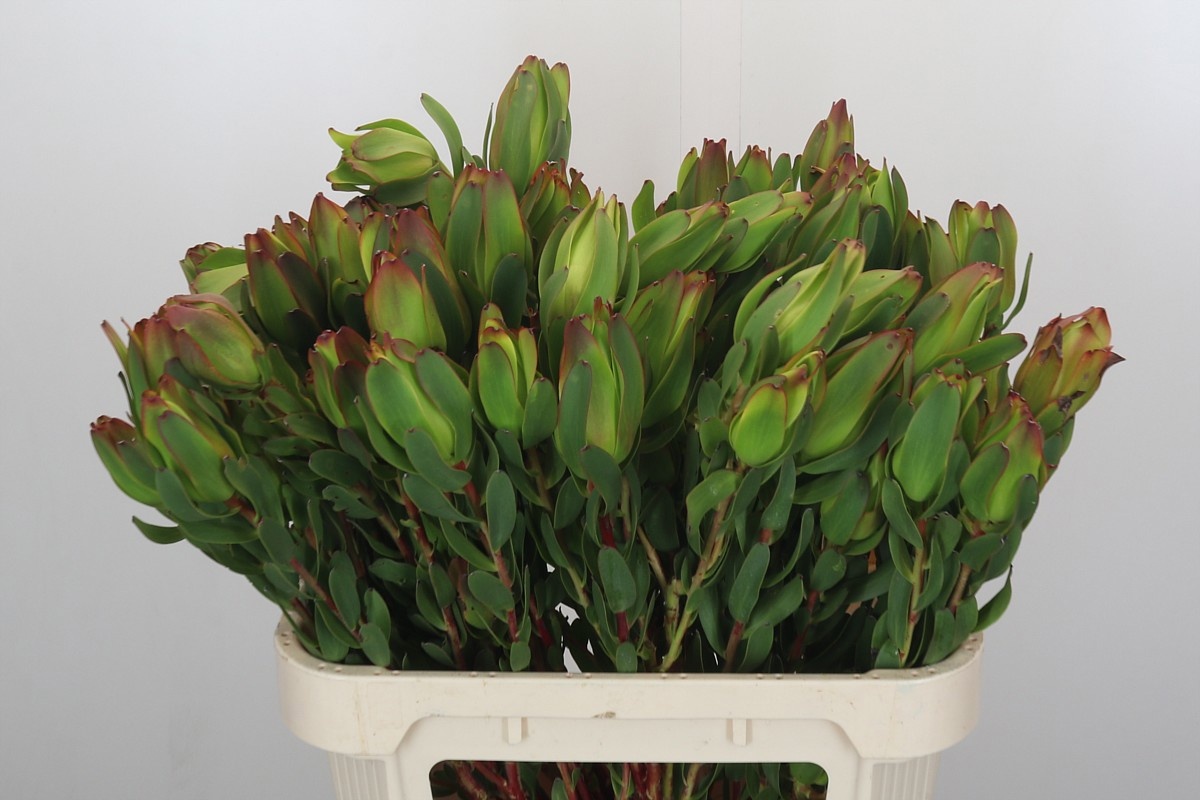 Леукадендрон Лаурел Еллоу 80, шт.