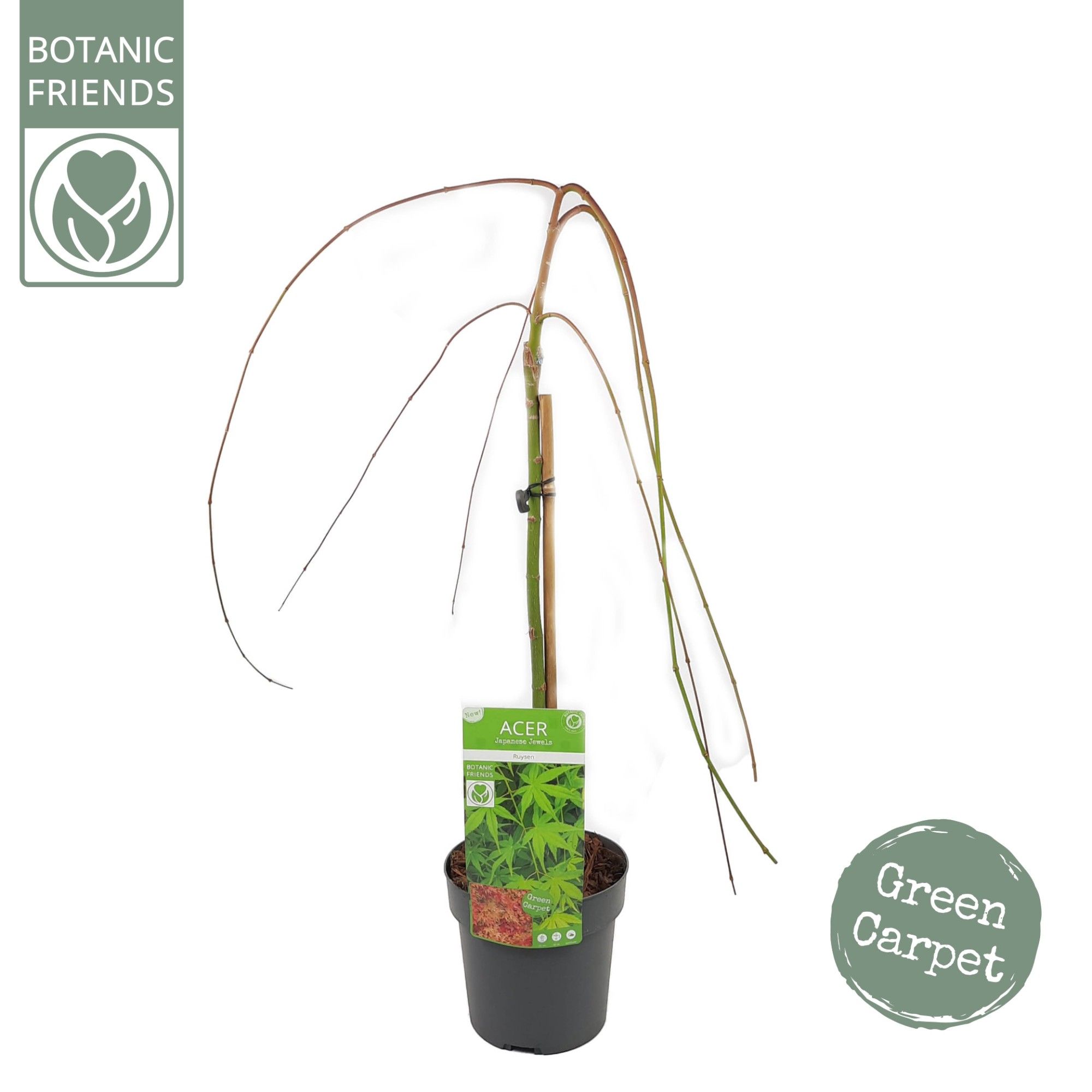 Acer palm. 'Ryusen' ®, D 19