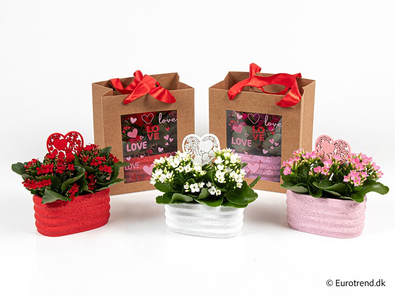 VALENTIJN CERAMIC 2026 KALANCHOE E 3815, D 6
