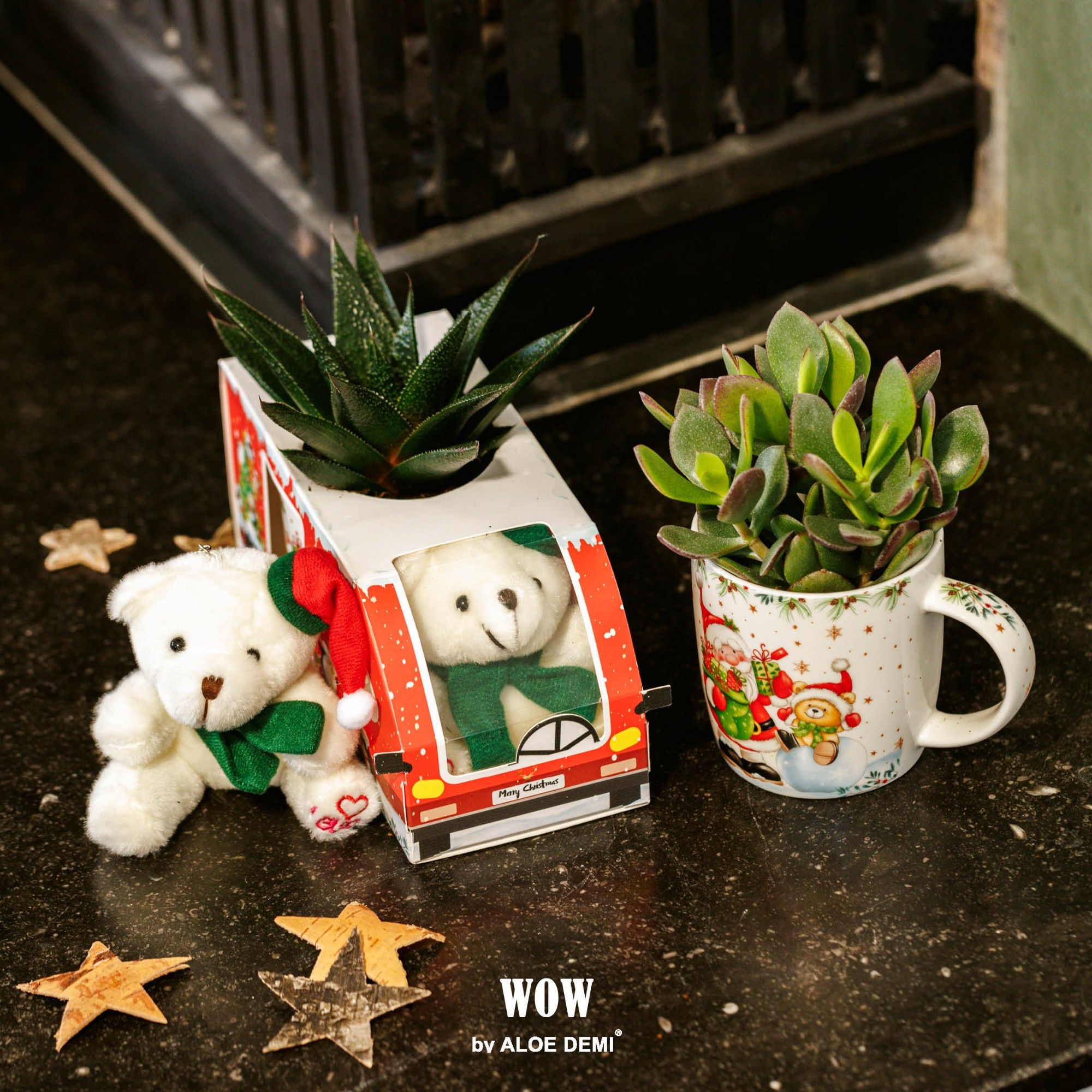 WOW Succulent, X-Mas mug and bear, D 20 cm