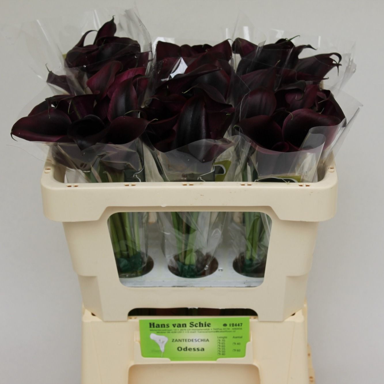 Калла Одесса 50, шт.