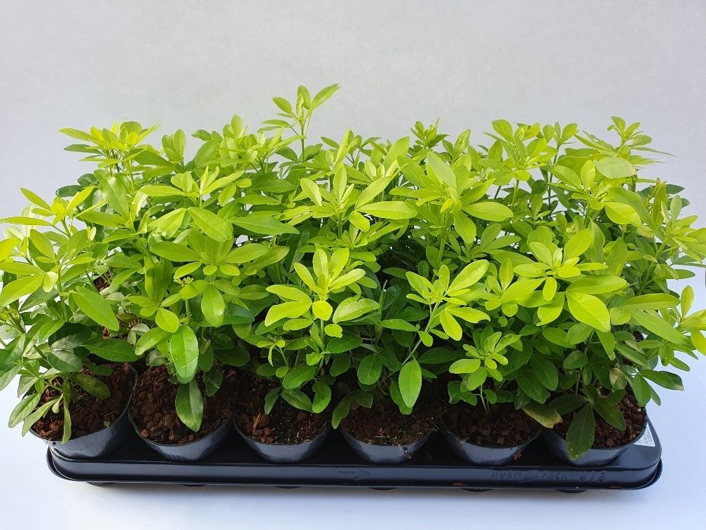 Choisya tern. Brica p9, D 9