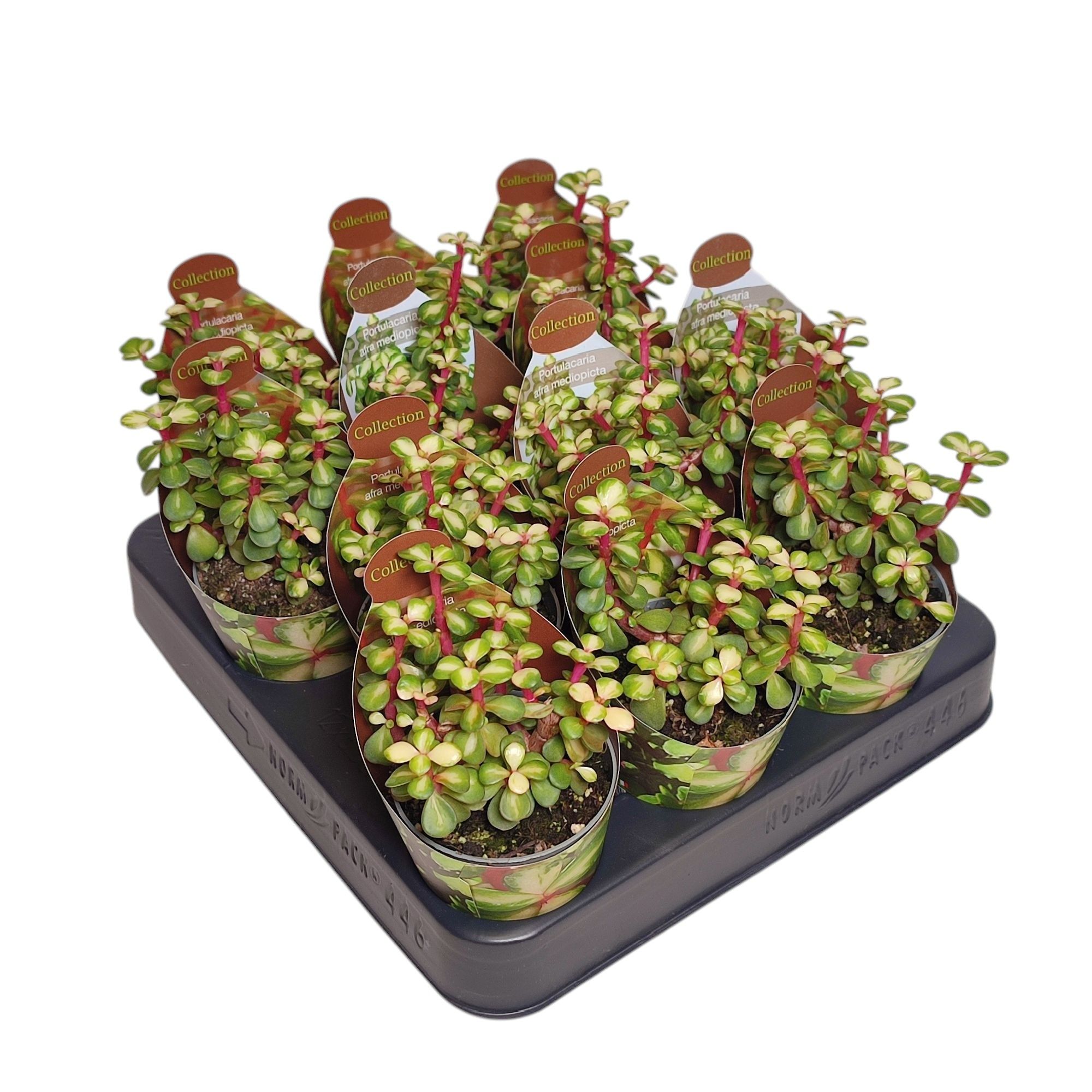 PORTULACARIA AFRA MEDIOPICTA - POT Ø 6,5 COLLECTION WITH POTCOVER (SUCCULENTEN), D 6,5