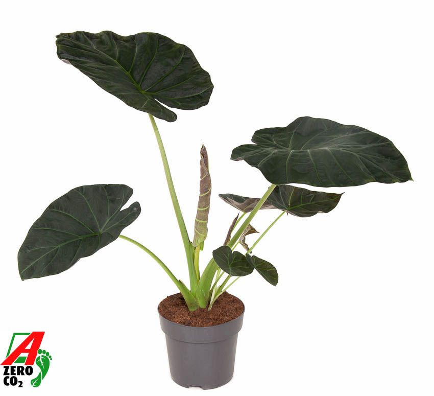 Alocasia Regal Shields (NO GAP), D 24