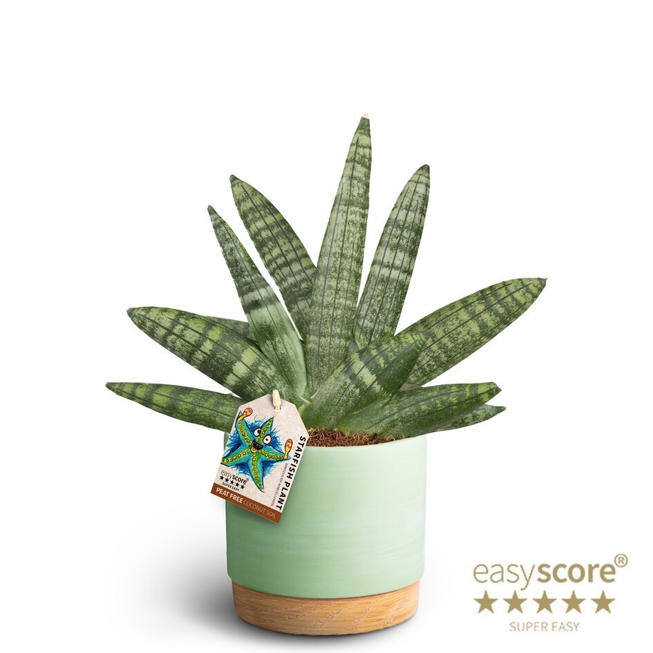 SANSEVIERIA BONCELLENSIS 41130088 WB M, D 12 cm SANSEVIERIA BONCELLENSIS 41130088 WB M, D 12 cm