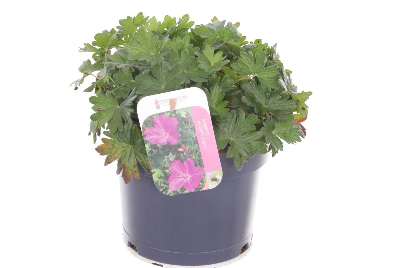 Geranium Blushing Turtle, D 17