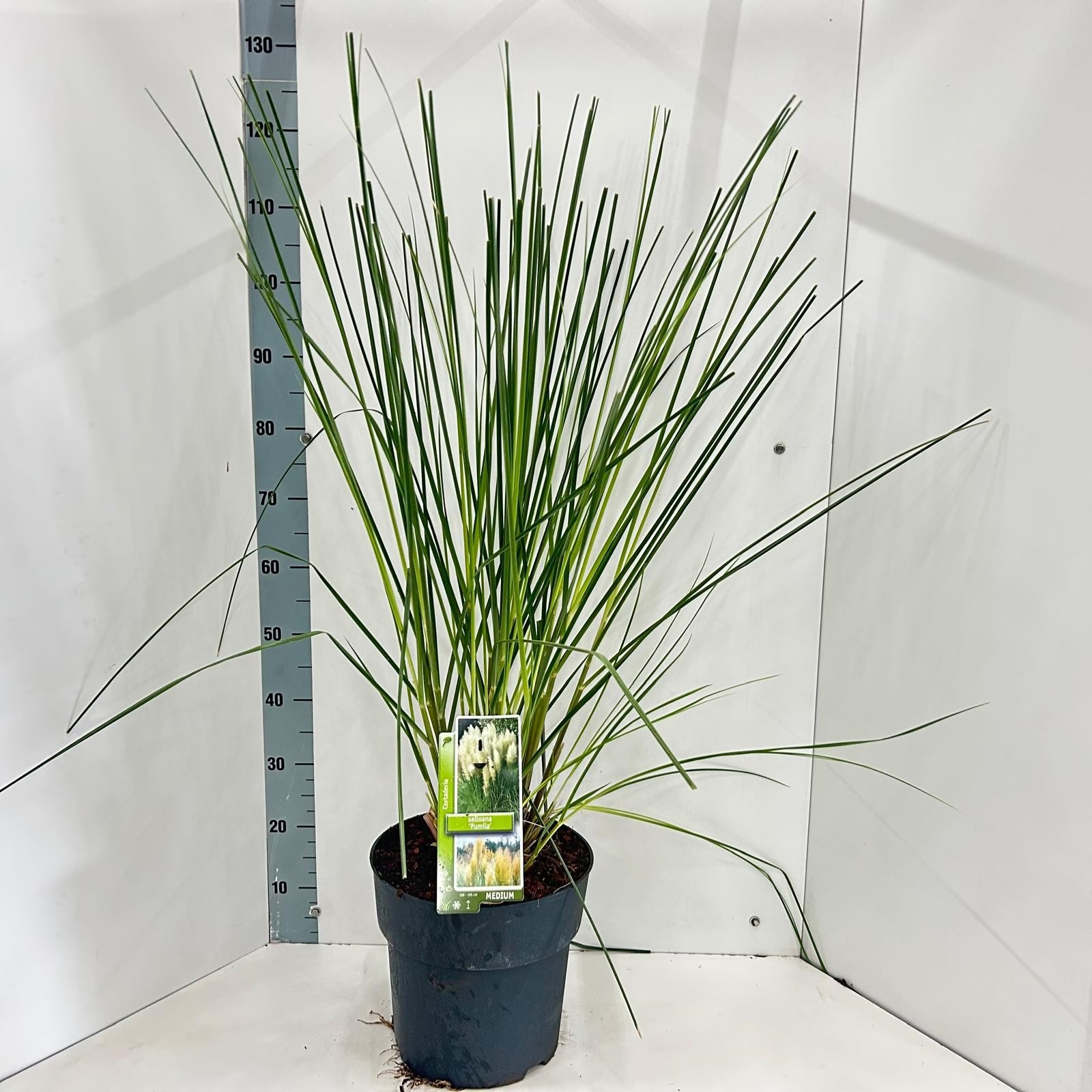 Cortaderia selloana 'Pumila', D 29