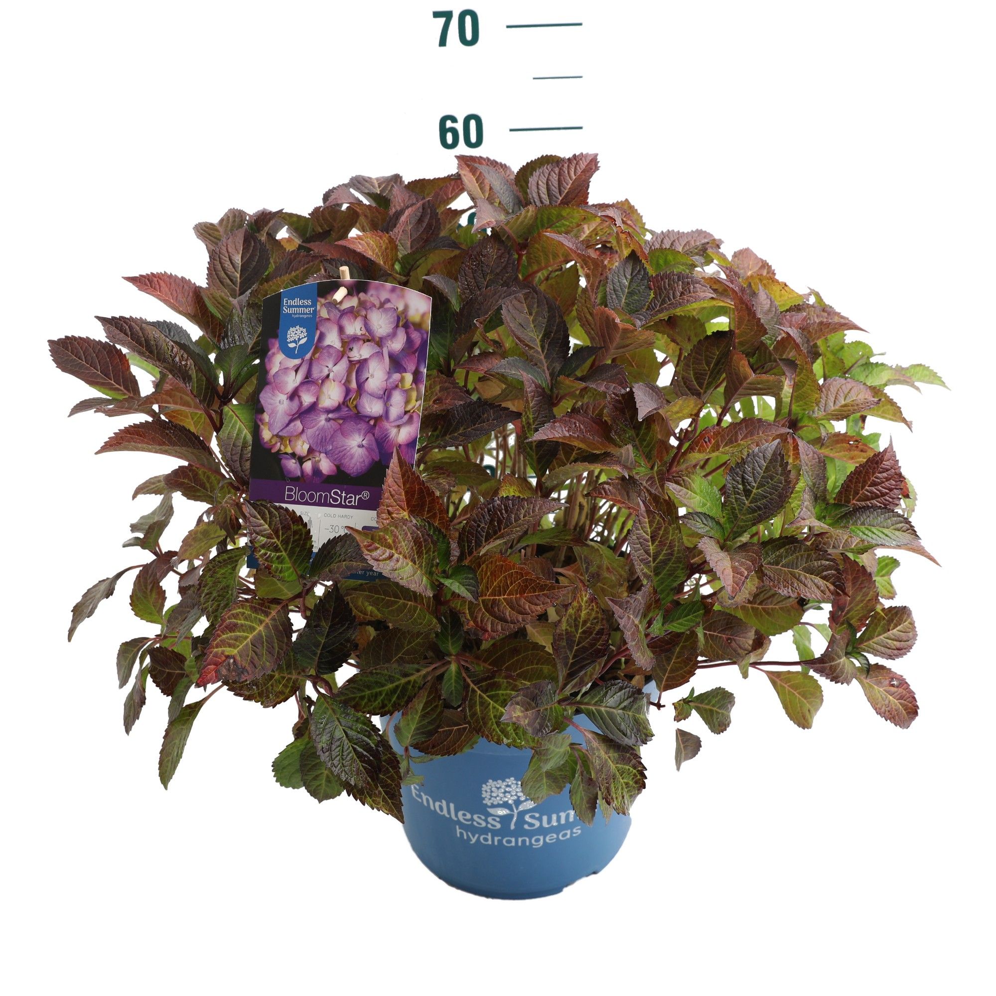 Hydrangea 'BloomStar Blue' - P27 - Endless Summer, D 27 cm