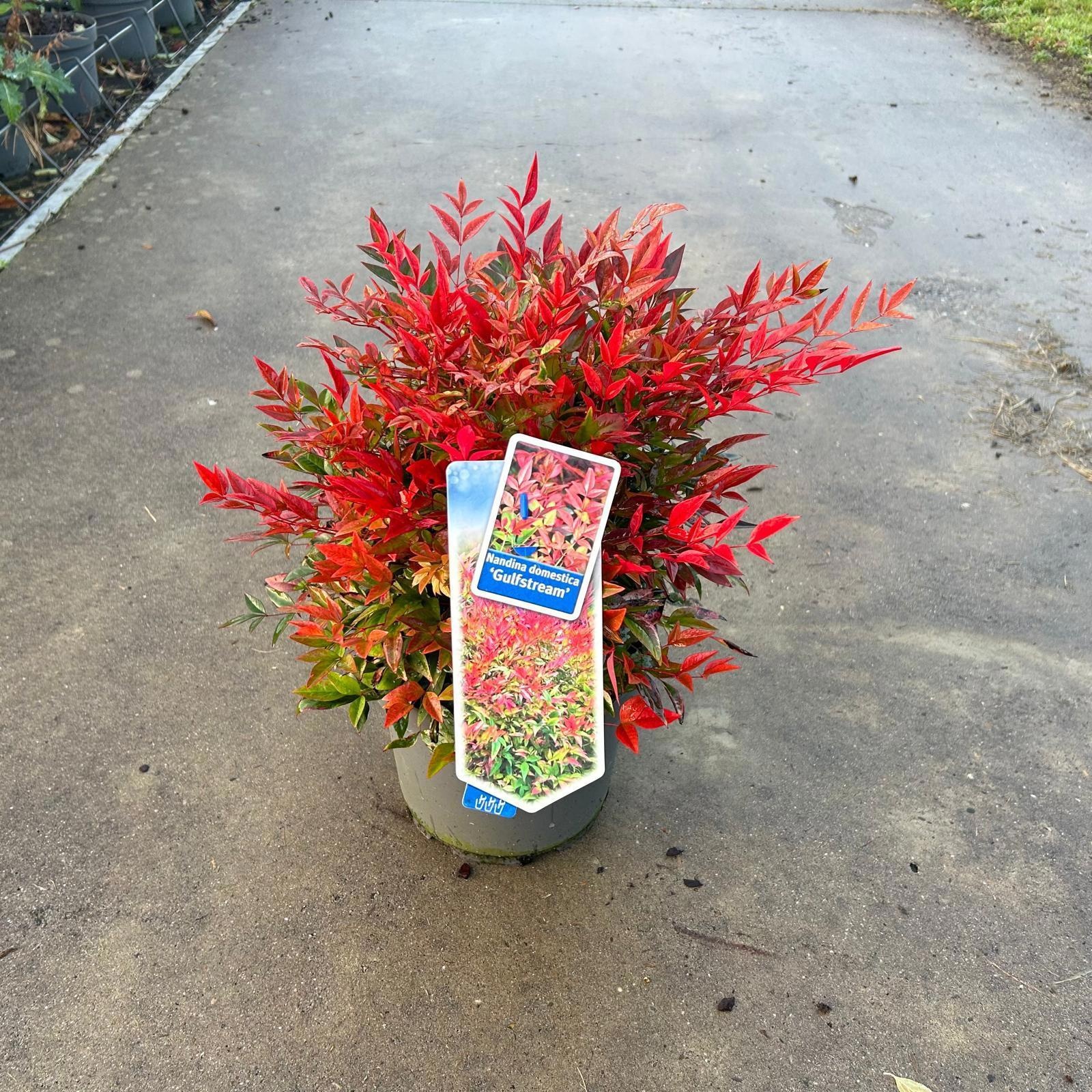 Nandina domestica 'Gulfstream', D 23