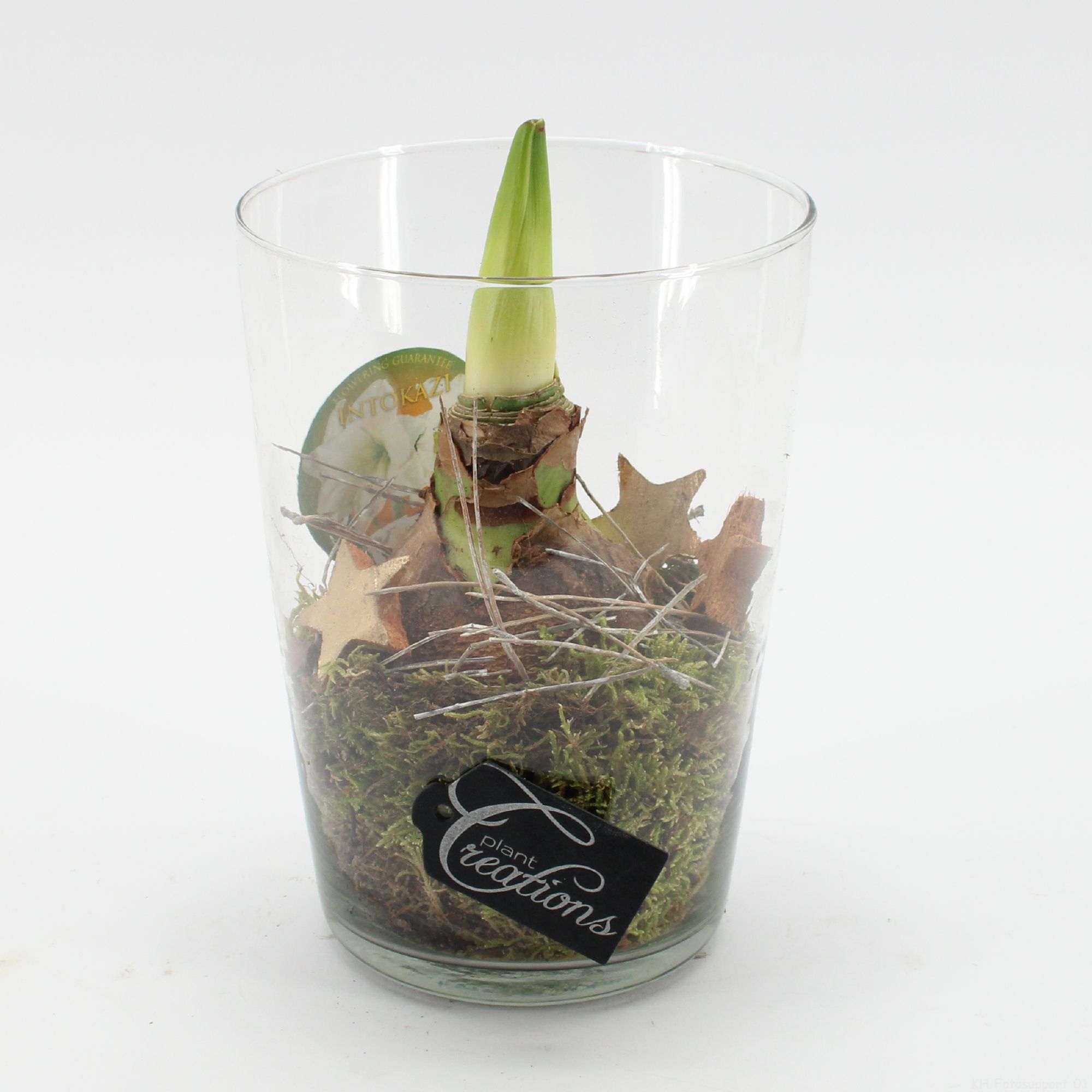 HXFD-2502W Xmas Amaryllis Fundamentals, D 14 cm