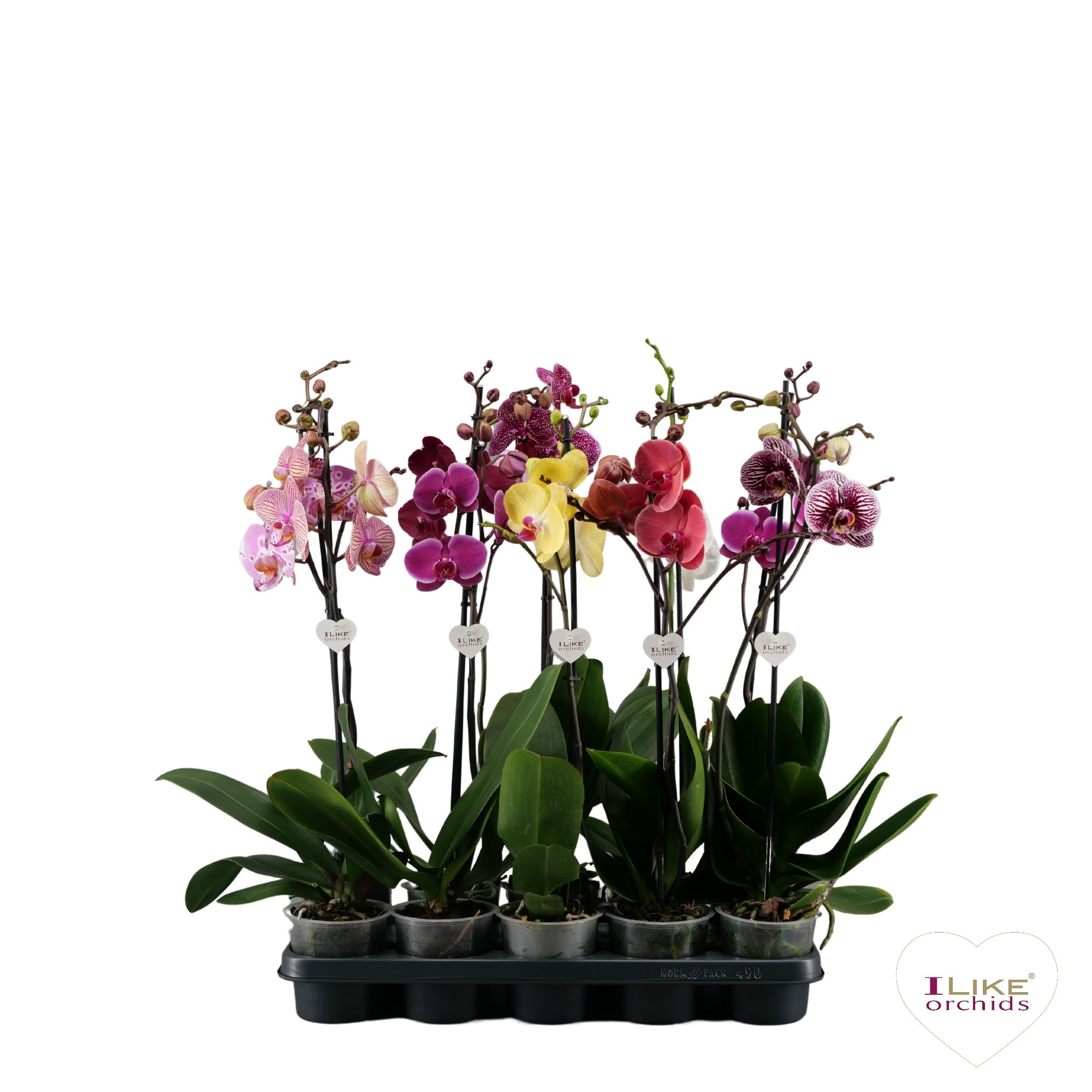 Phalaenopsis donkere mix - 1 tak 60cm, D 12 cm