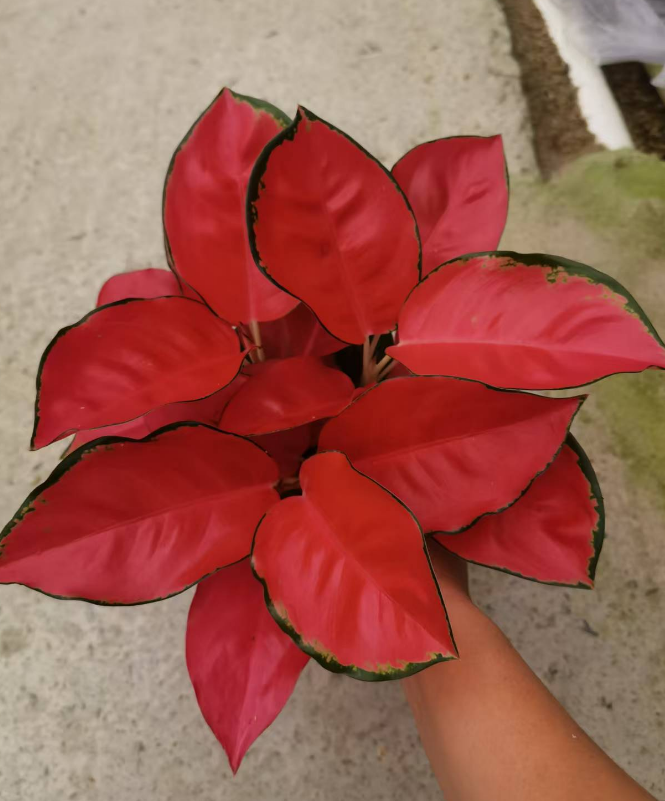 Аглаонема Чина Ред 16 25