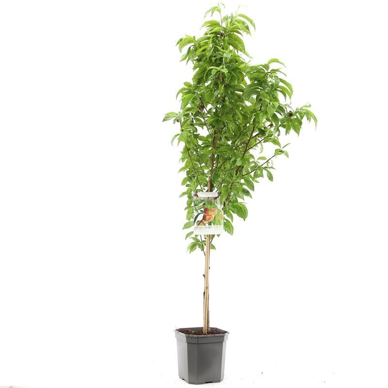 Prunus persica Saturn laagstam VERS GEPOT, Platte perzik, D 24