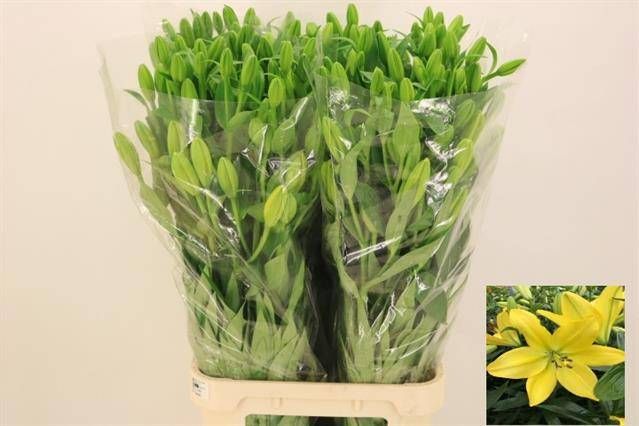 Лилия Нэшвилл 105, шт.