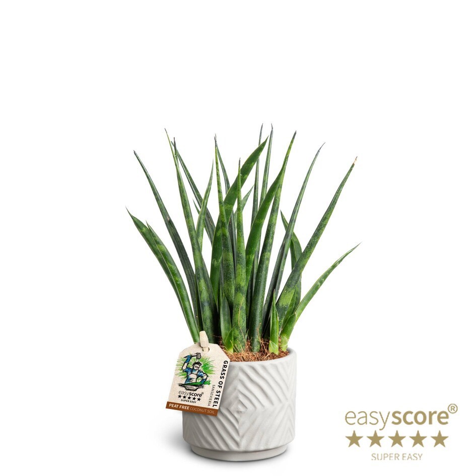 SANSEVIERIA PARVA 40632525 Dune 'FERNWOOD', D 7 cm SANSEVIERIA PARVA 40632525 Dune 'FERNWOOD', D 7 cm
