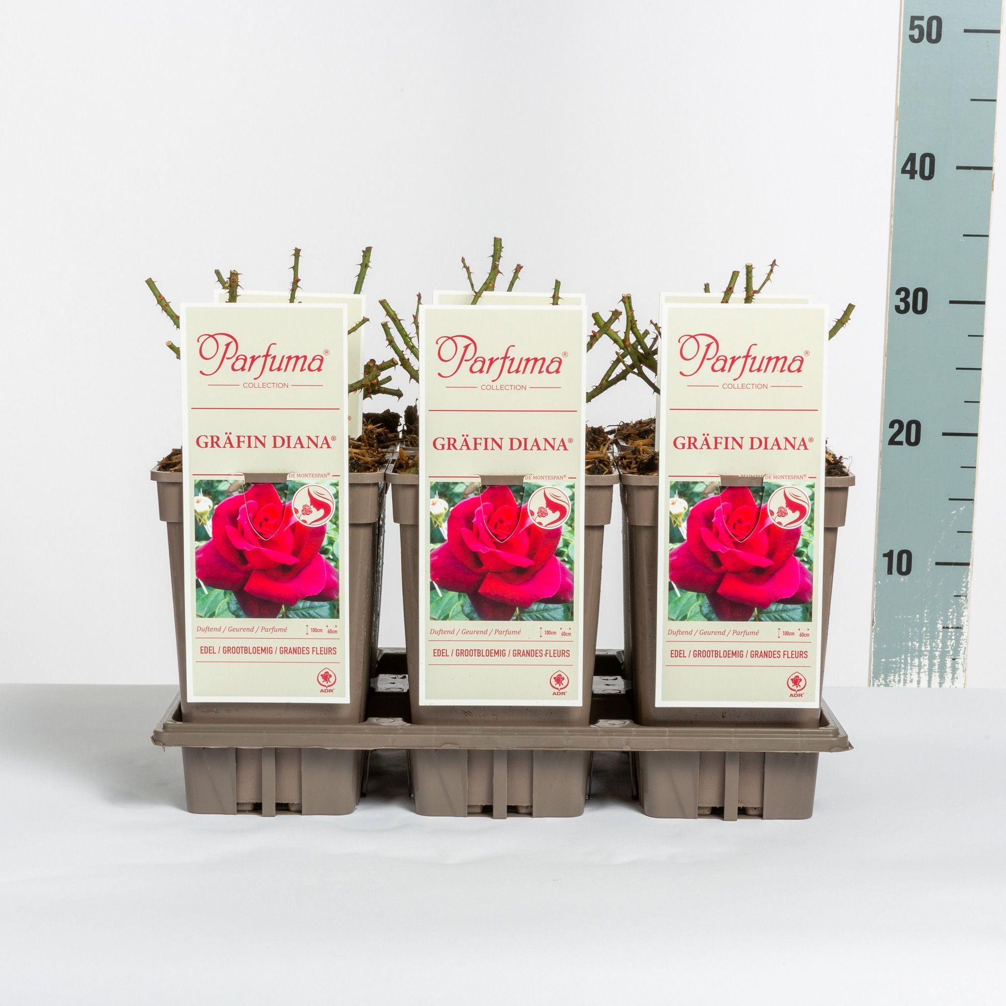 Rosa Parfuma (TH) Gräfin Diana ®, C3, D 17