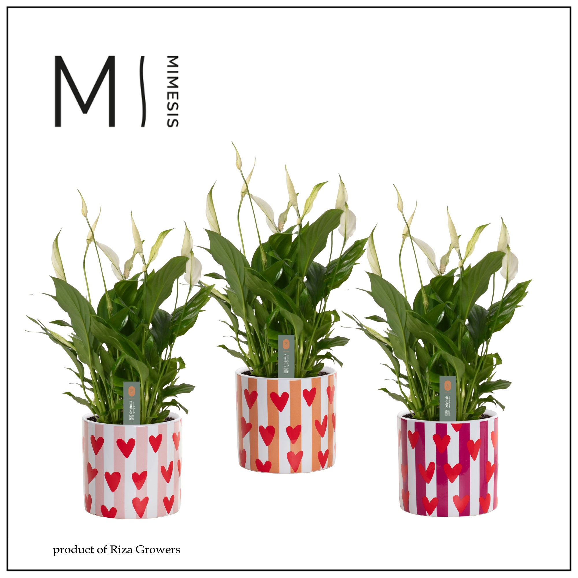 Mimesis Spathiphyllum Bellini - 13 cm in Noura - Fun World, D 13