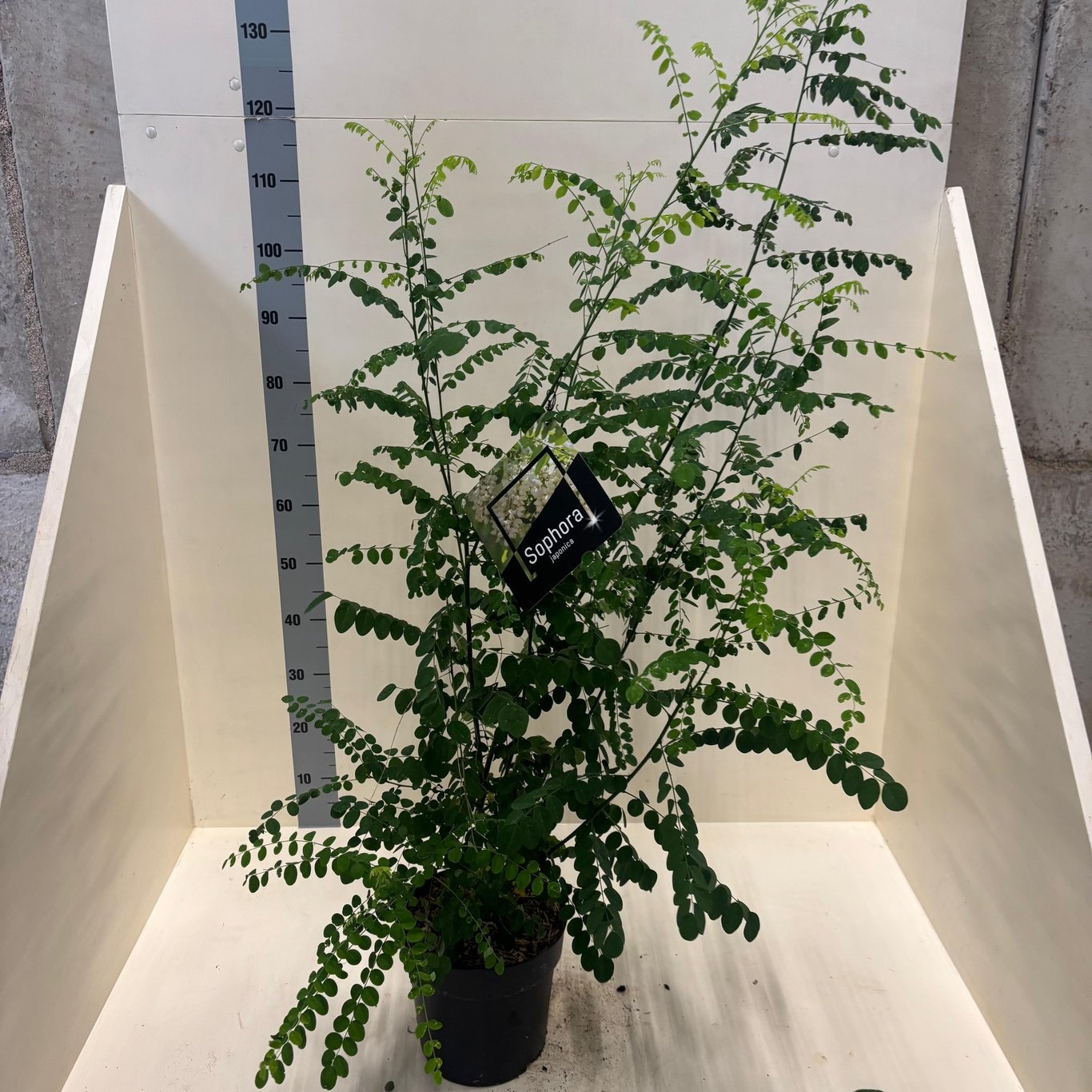 Styphnolobium japonicum, D 24 cm