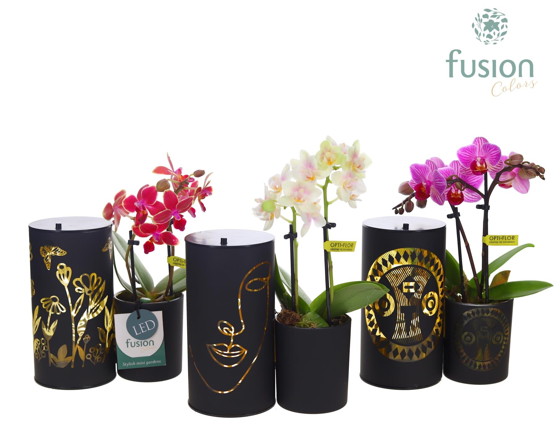 LED Duo glazen met Phalaenopsis, D 15