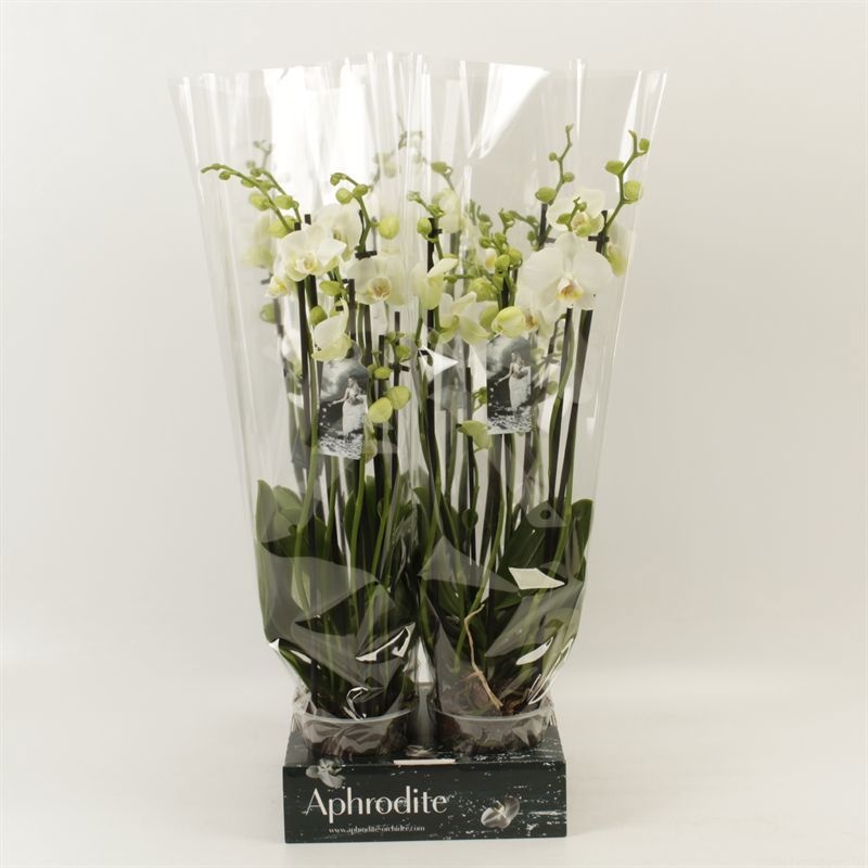 Phalaenopsis overig wit 7 tak wit Goddess, D 12