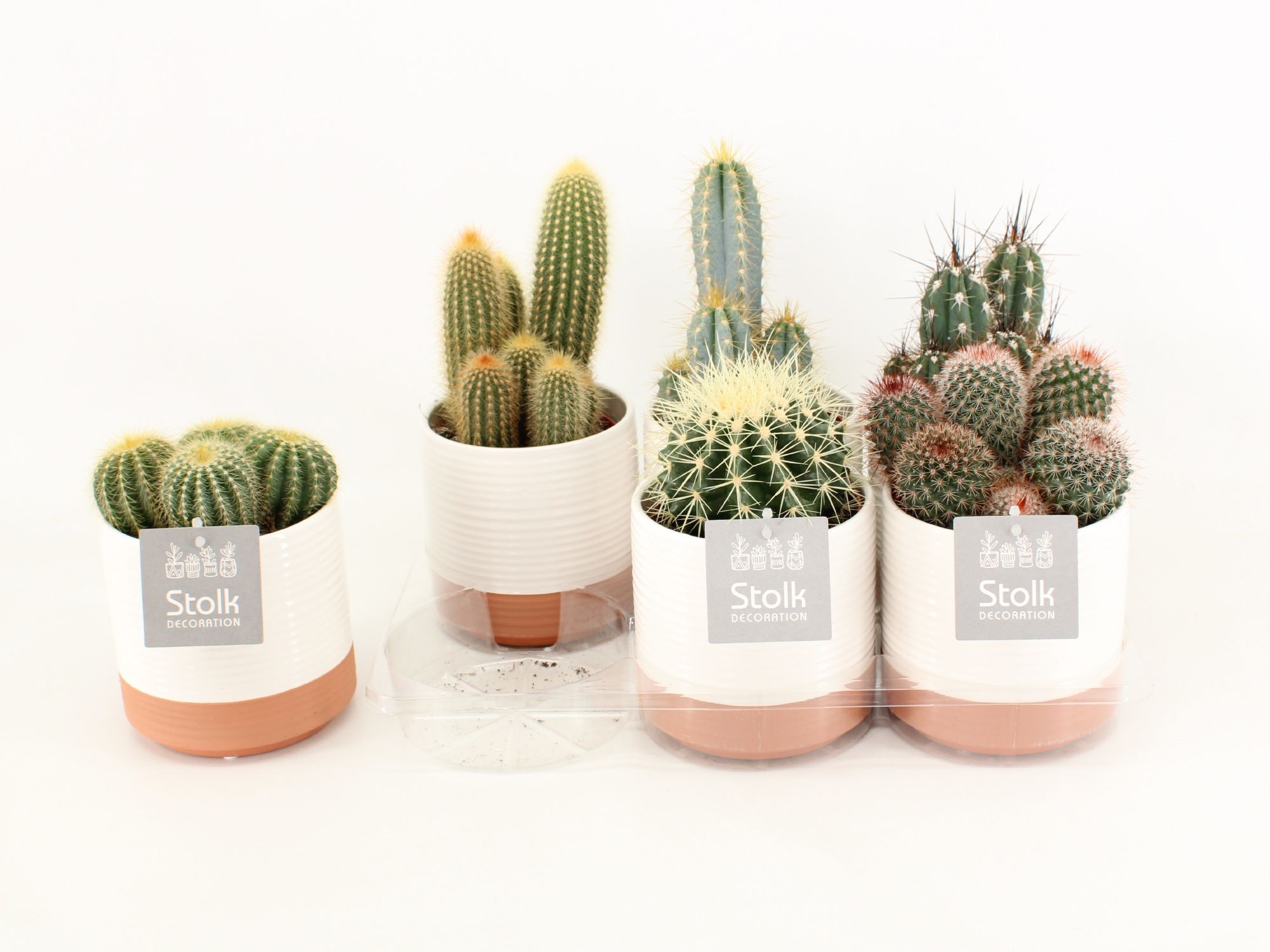 Cactus Mix In Milou keramiek, D 13