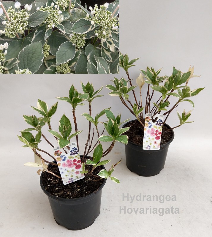 Hydrangea Hovariagata Garden 19cm [variegated / bontbladig], D 19